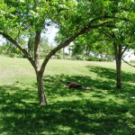 Relaxing in Zilker Park