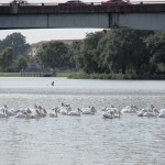 Pelicans Floating